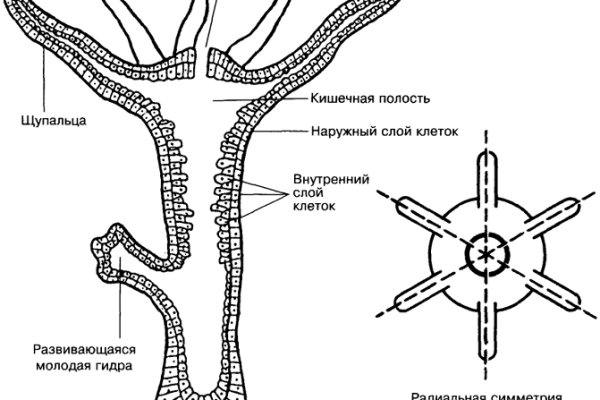 Кракен рабочее зеркало